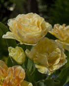 Tulip 'Charming Lady'