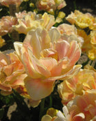 Tulip 'Charming Lady'