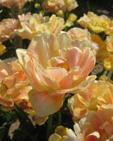 Tulip 'Charming Lady'