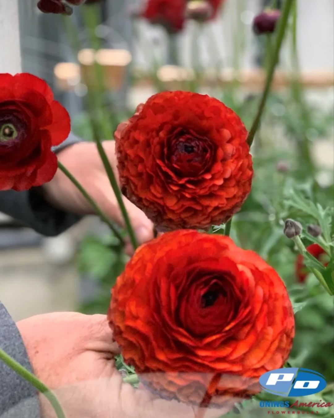 Ranunculus Italian Elegance Cioccolato®