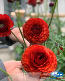Ranunculus Italian Elegance Cioccolato®
