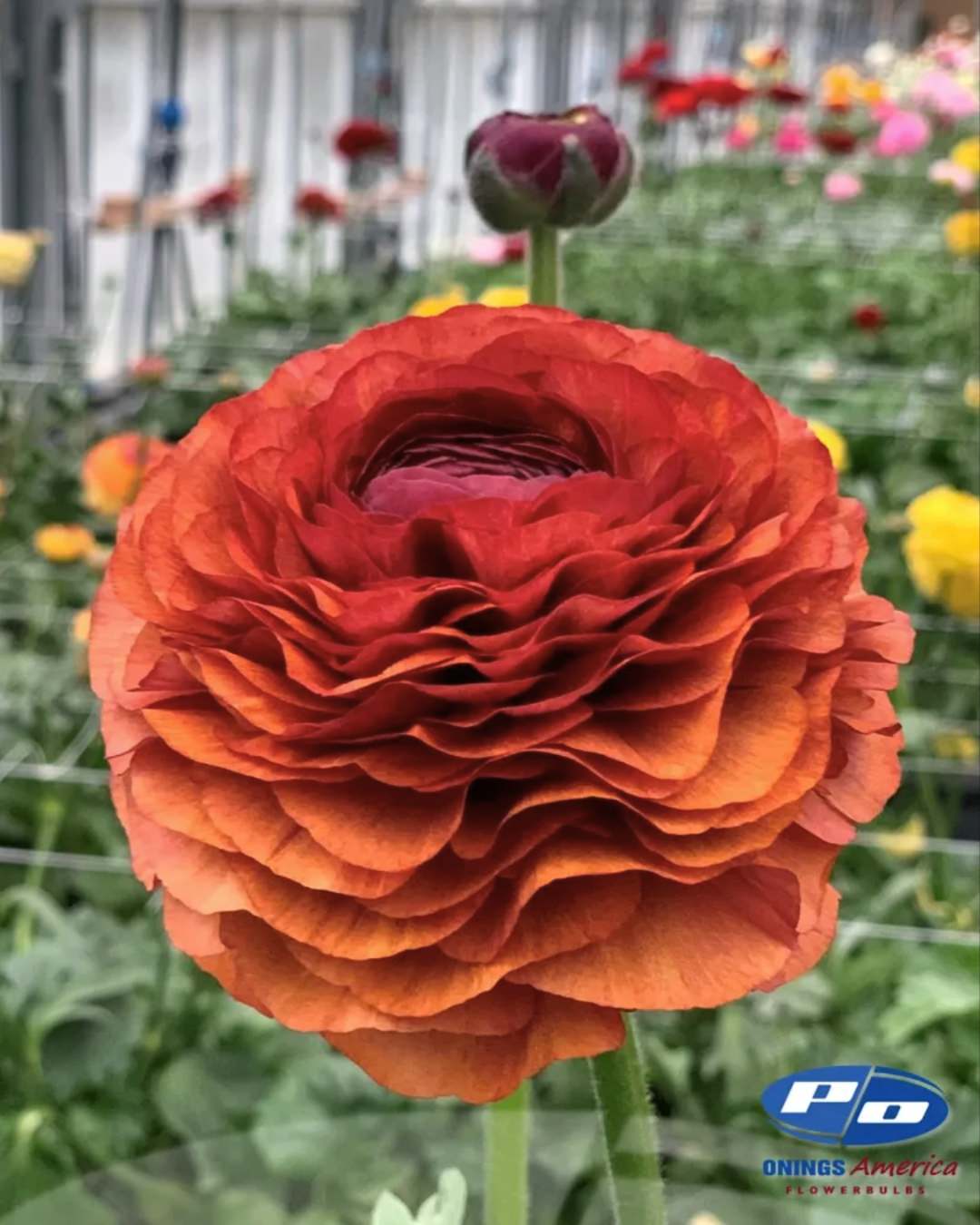 Ranunculus Italian Elegance Cioccolato®
