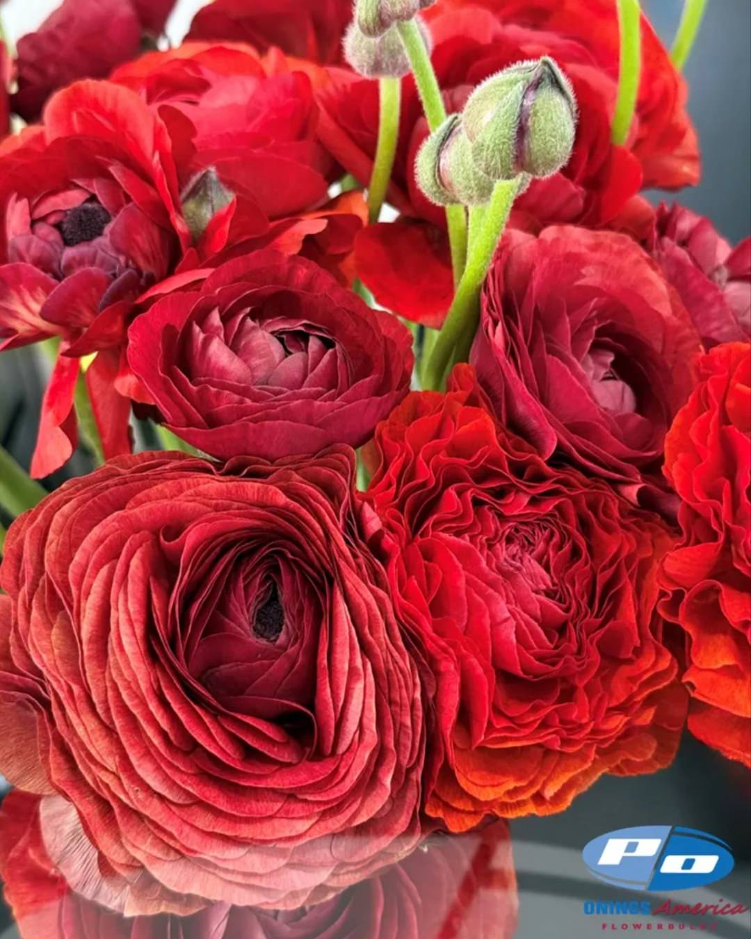Ranunculus Italian Elegance Cioccolato®
