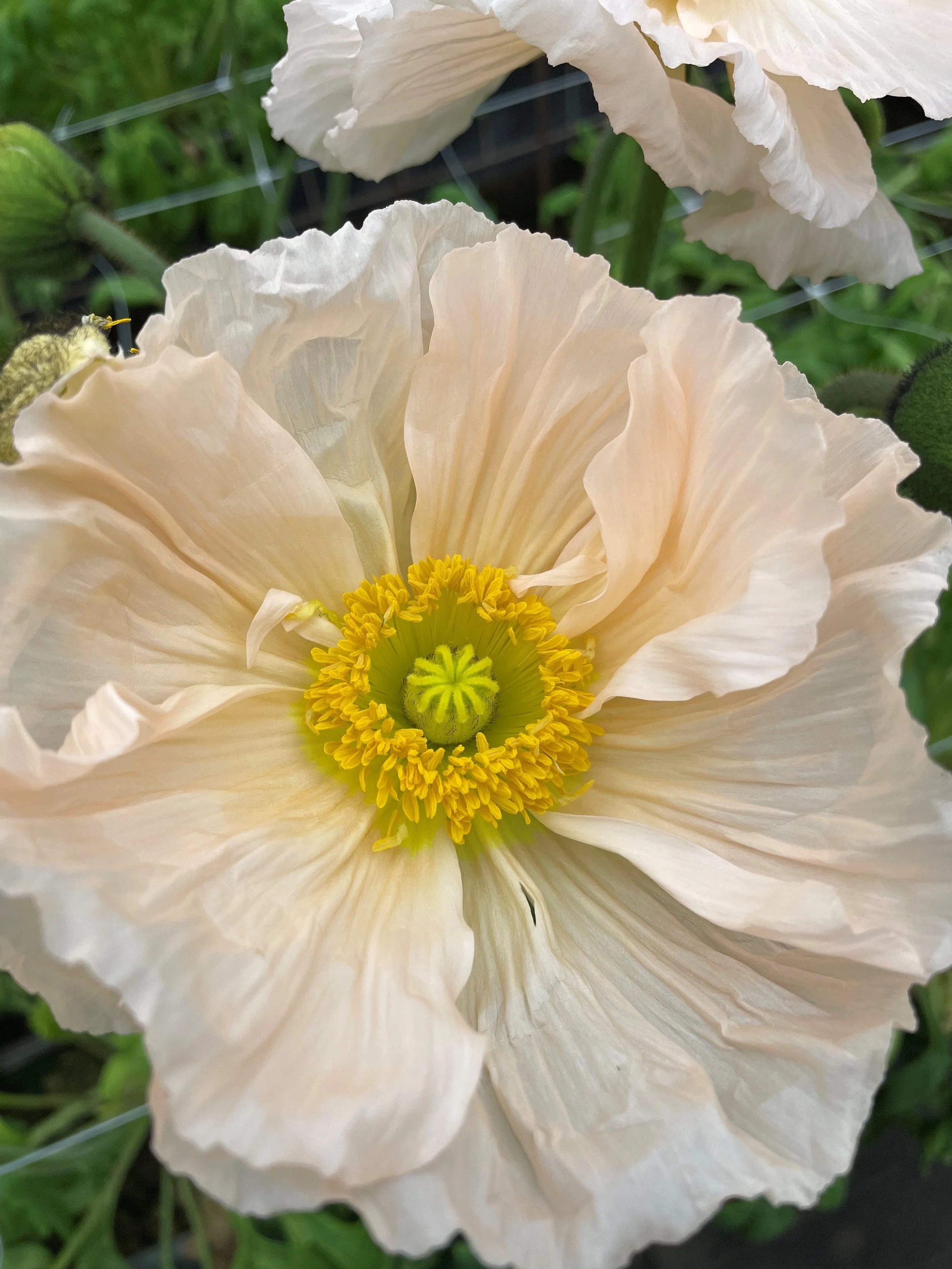 Icelandic Poppy, Italian Colibri ‘Pastel Mix'