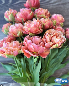 Tulip 'Copper Image'