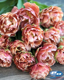 Tulip 'Copper Image'