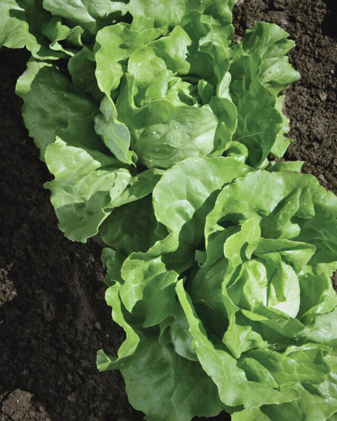 Lettuce 'Nancy'