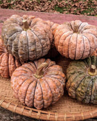 Squash, Winter 'Black Futsu'
