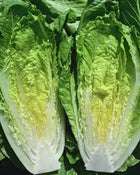 Lettuce 'Sunland'