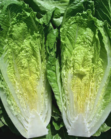 Lettuce 'Sunland'