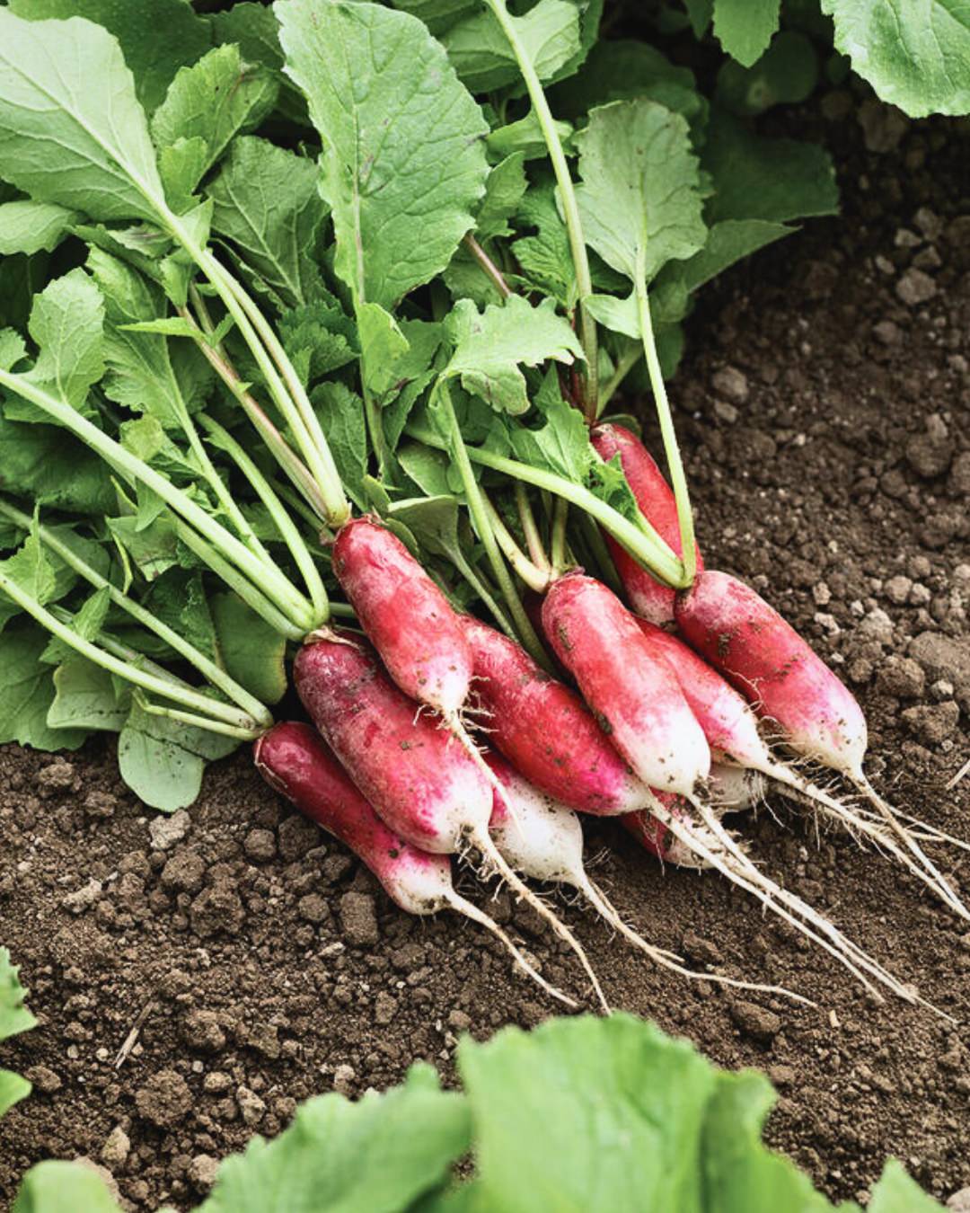 Radish 'French Breakfast'