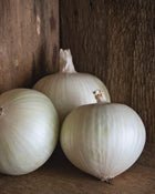 Onion 'Sierra Blanca'