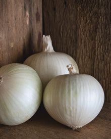 Onion 'Sierra Blanca'