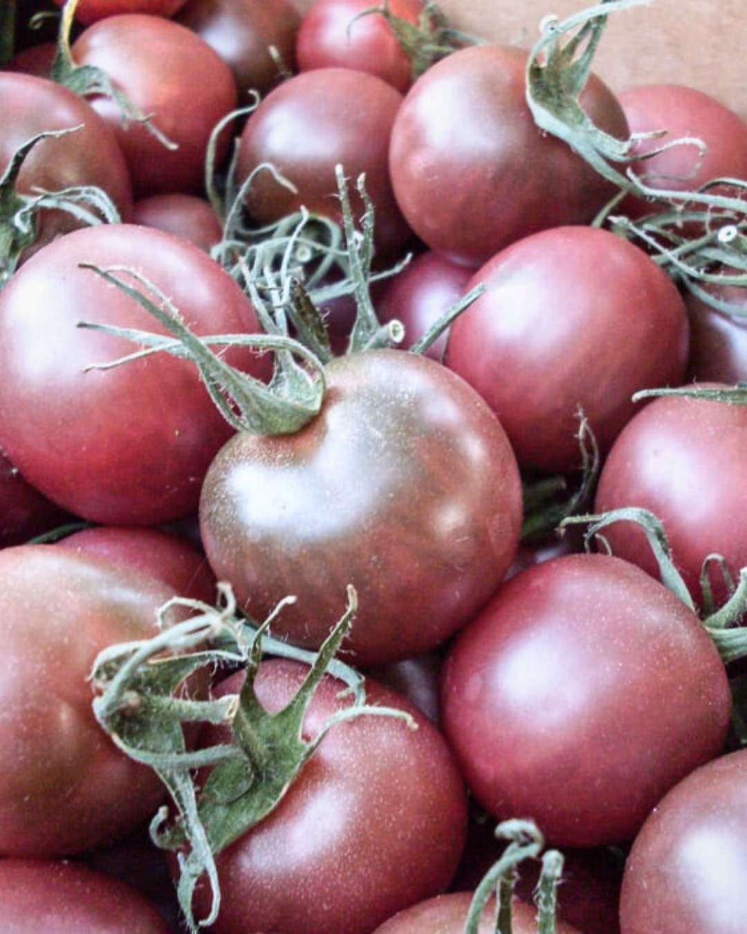 Tomato 'Black Cherry'