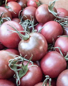 Tomato 'Black Cherry'