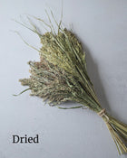 Ornamental Grass 'Green Drops'