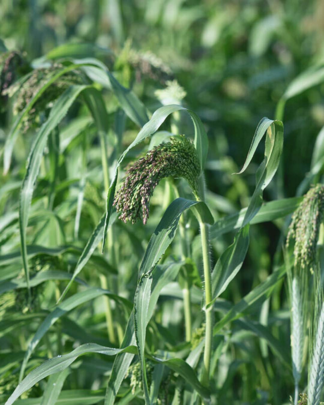 Ornamental Grass 'Green Drops'
