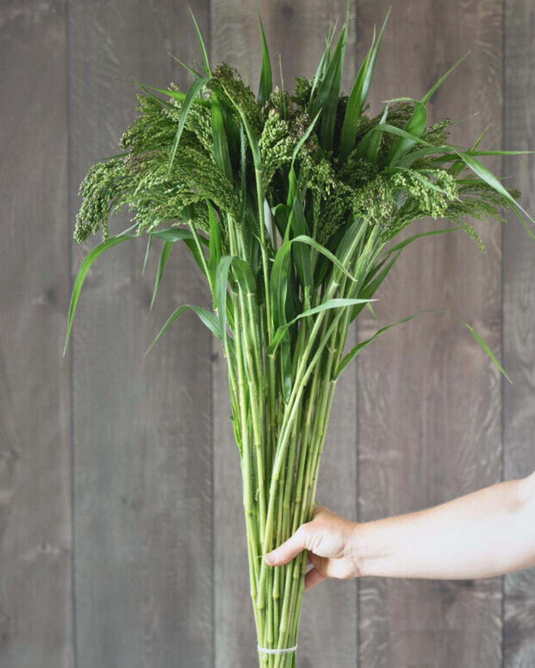 Ornamental Grass 'Green Drops'