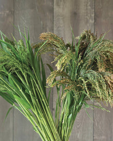 Ornamental Grass 'Green Drops'