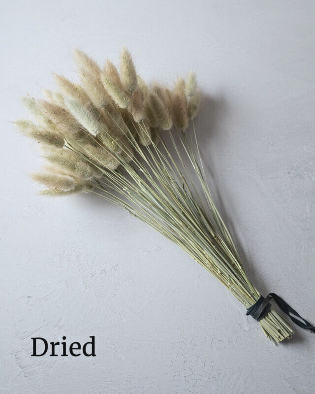 Ornamental Grass 'Bunny Tails'