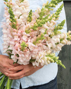 Snapdragon 'Avignon (Costa) Silver II'