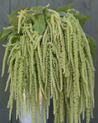 Amaranth 'Emerald Tassels'