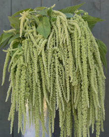 Amaranth 'Emerald Tassels'
