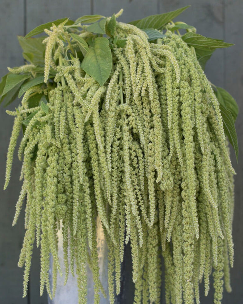 Amaranth 'Emerald Tassels'