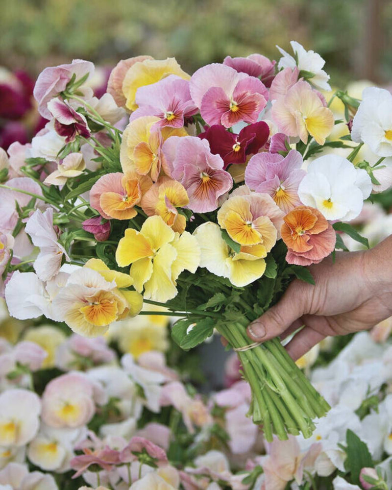 Pansy 'Imperial™ Antique Shades'