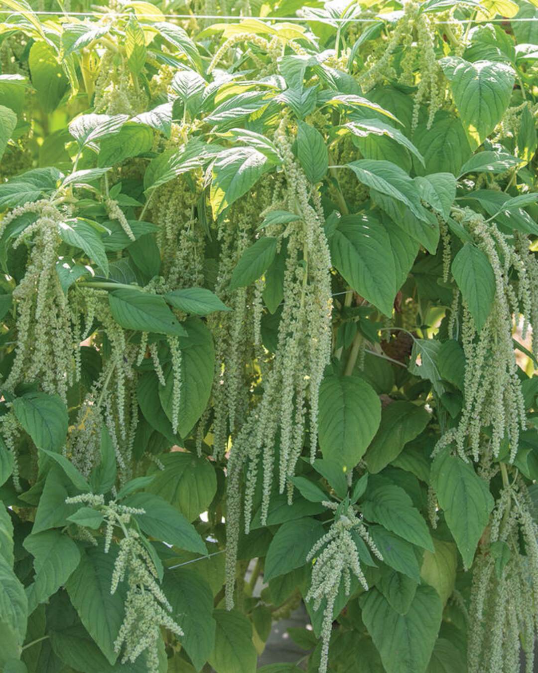 Amaranth 'Emerald Tassels'