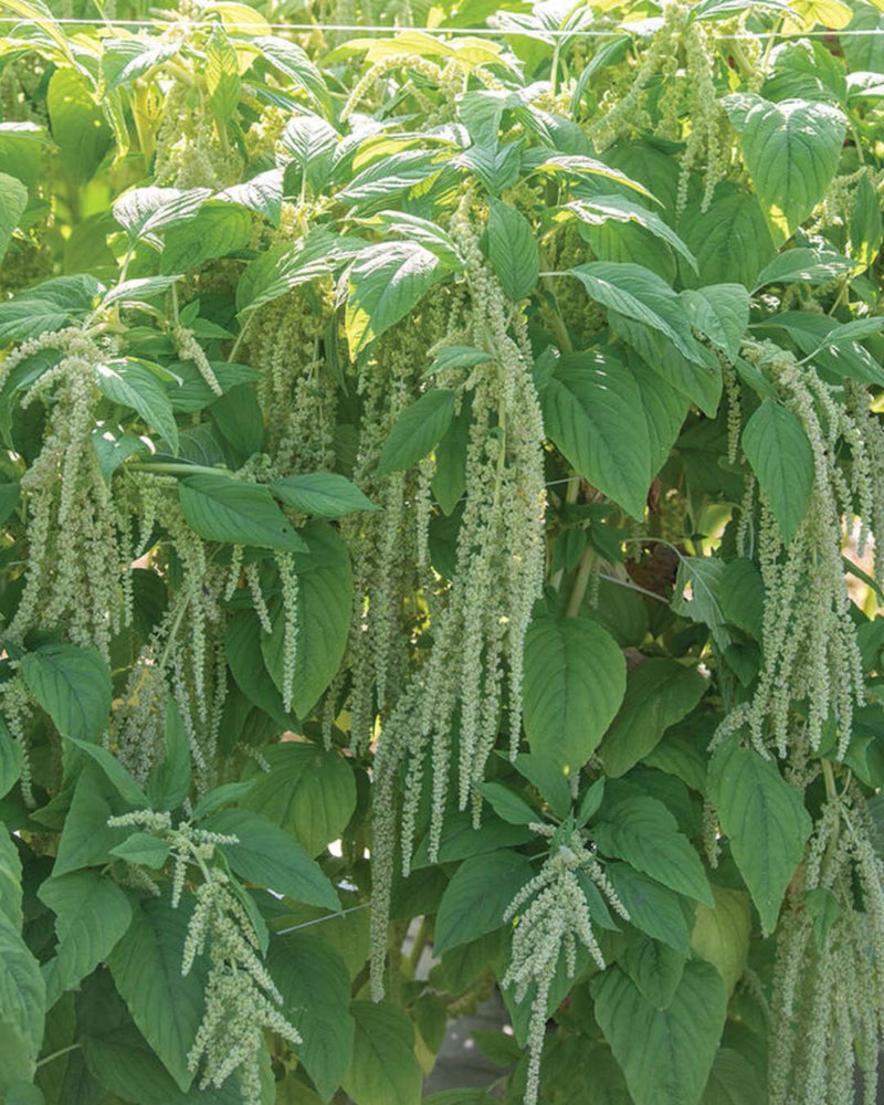 Amaranth 'Emerald Tassels'