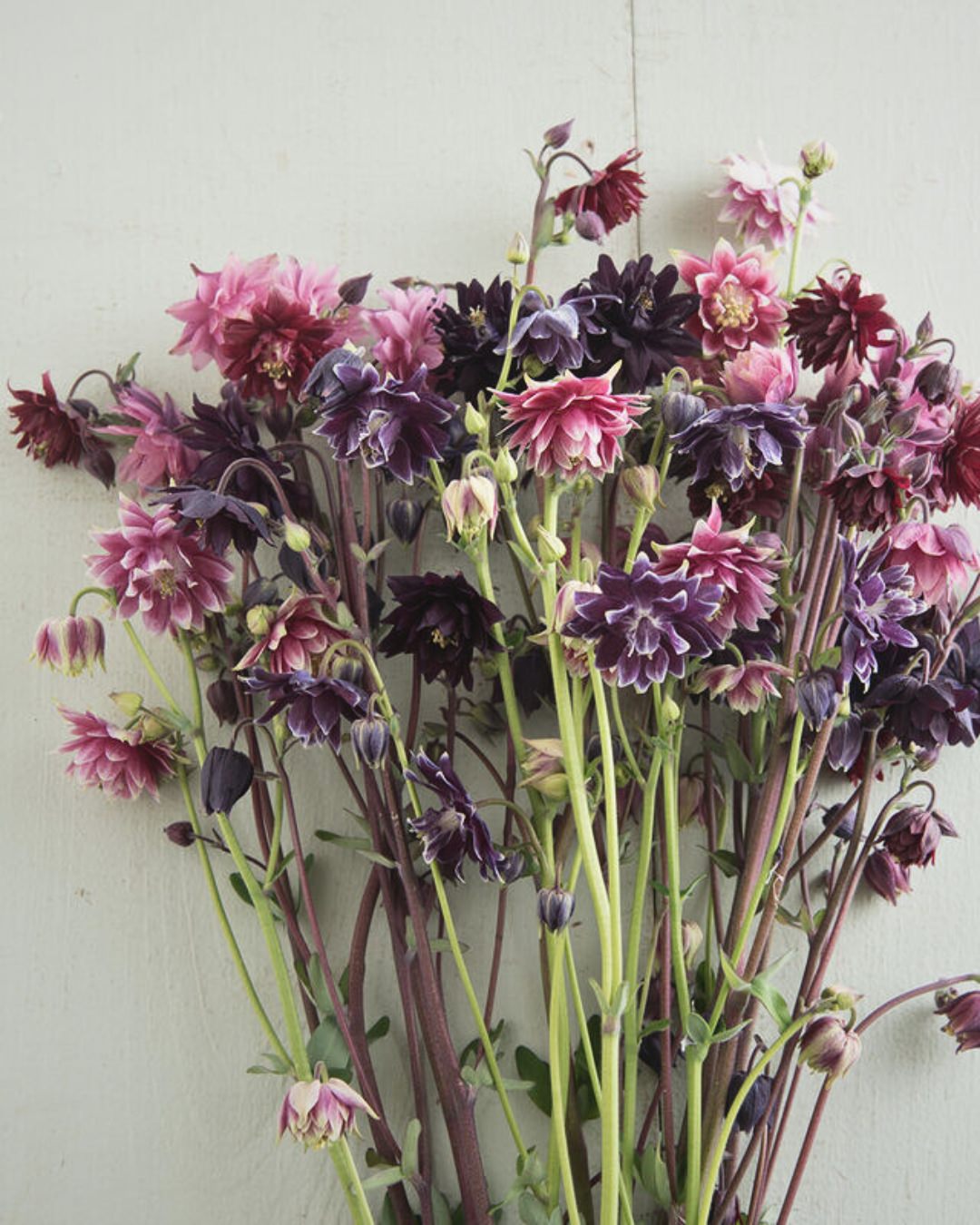 Columbine 'Barlow Mix'