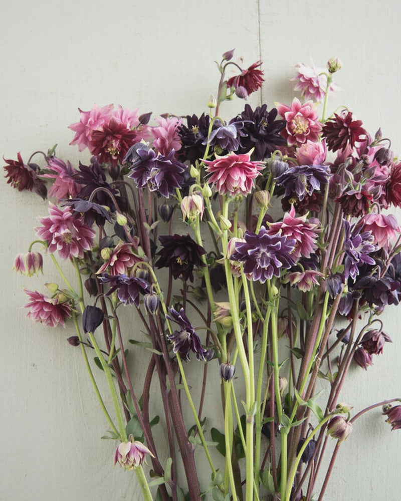 Columbine 'Barlow Mix'