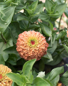 Zinnia 'Queeny Lime Orange'