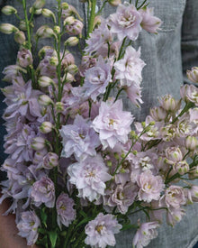 Delphinium 'Magic Fountains Cherry Blossom'