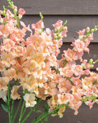 Snapdragon 'Chantilly™ Light Salmon'