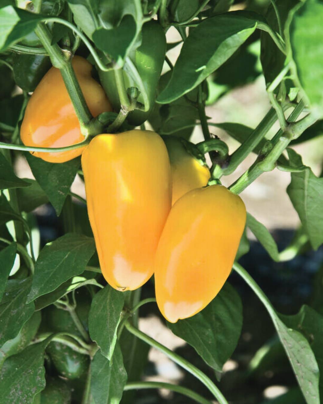 Pepper, Sweet 'Mini Bell Sunrise Mix'