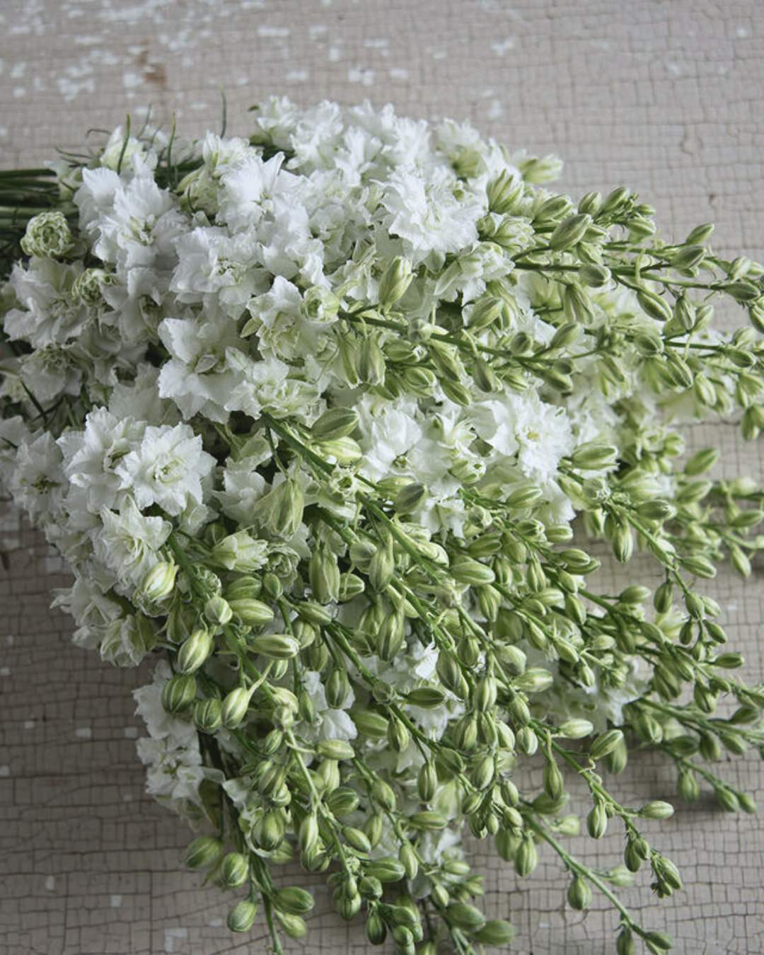 Larkspur 'Antique Patina Mix'