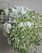 Larkspur 'Antique Patina Mix'