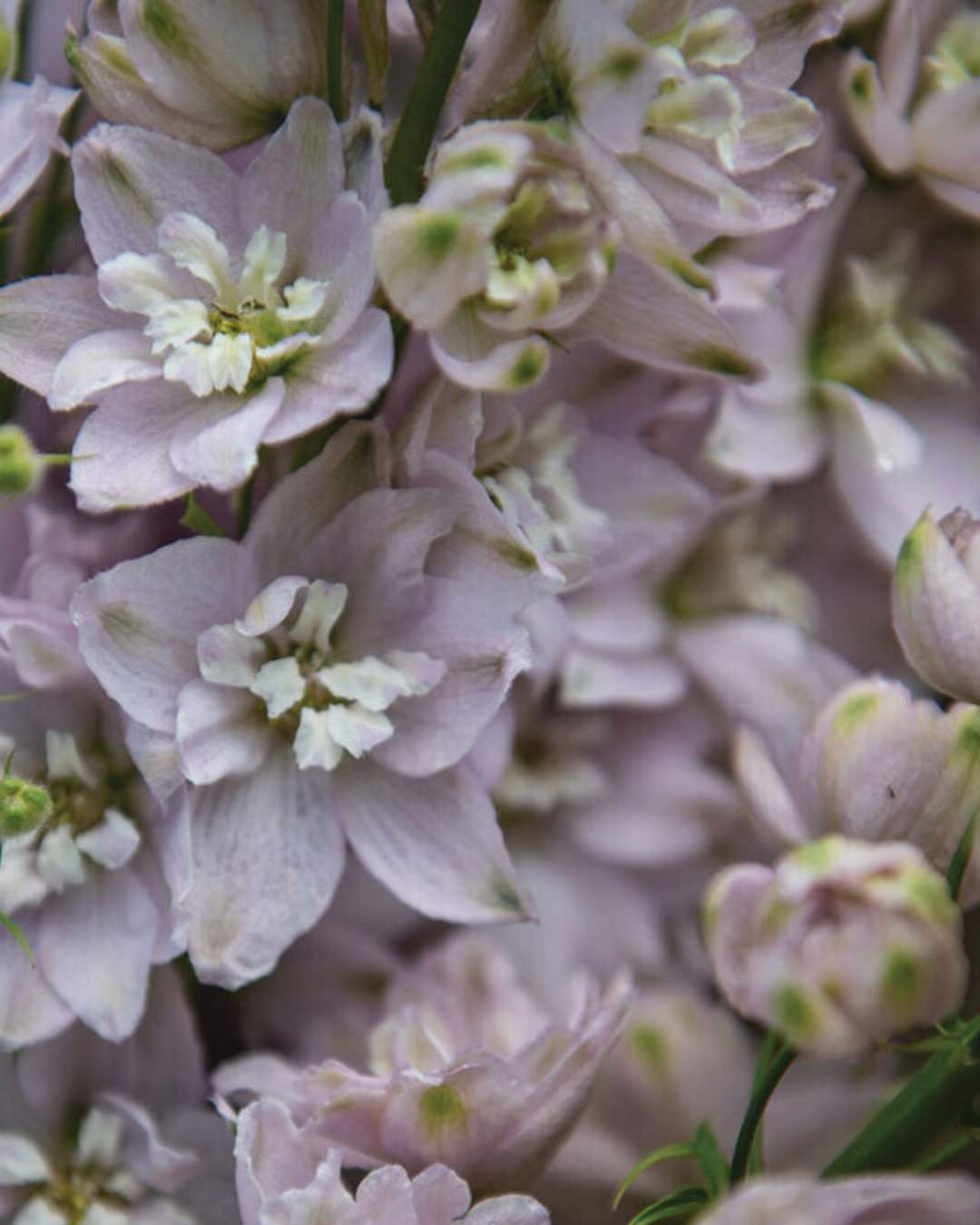 Delphinium 'Magic Fountains Cherry Blossom'