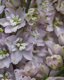 Delphinium 'Magic Fountains Cherry Blossom'