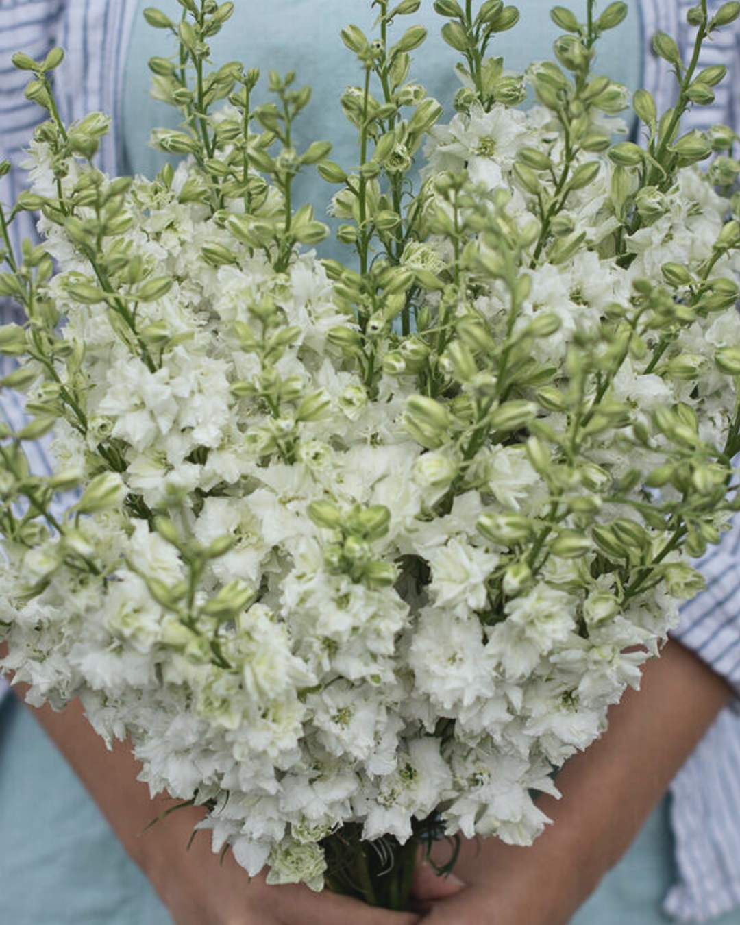 Larkspur 'Antique Patina Mix'