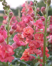 Snapdragon 'Madame Butterfly Cherry Bronze'