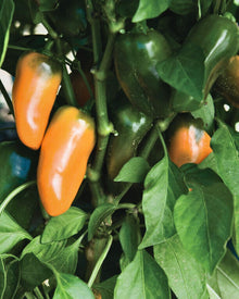 Pepper, Sweet 'Mini Bell Sunrise Mix'