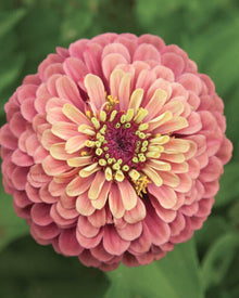 Zinnia 'Queeny Lime Red'