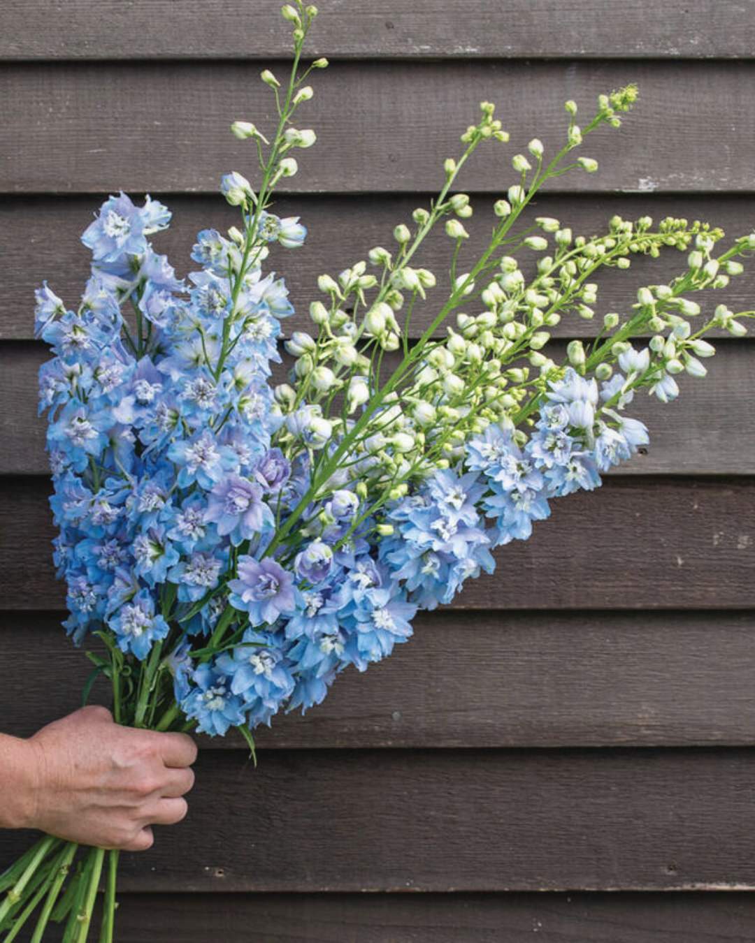 Delphinium 'Magic Fountains Sky Blue White Bee'