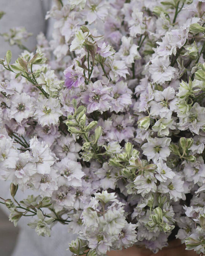 Larkspur 'Antique Patina Mix'