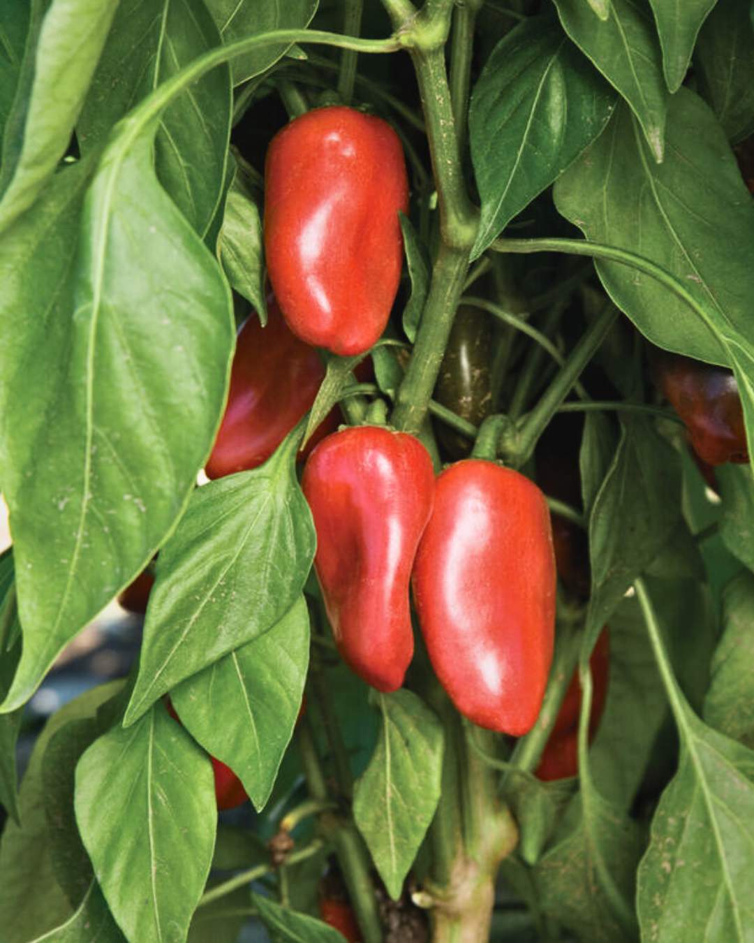 Pepper, Sweet 'Mini Bell Sunrise Mix'