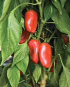 Pepper, Sweet 'Mini Bell Sunrise Mix'