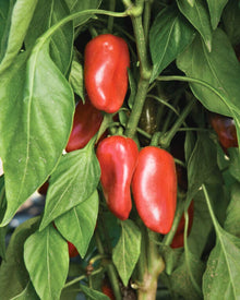 Pepper, Sweet 'Mini Bell Sunrise Mix'